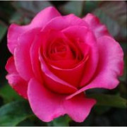 Pinkrose